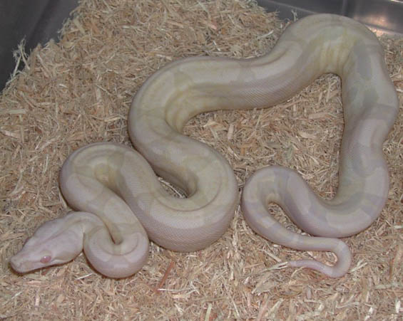 Sharp Snowglow
