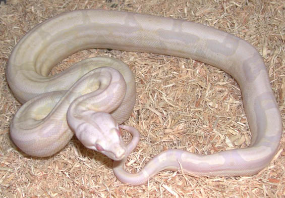 Sharp Snowglow
