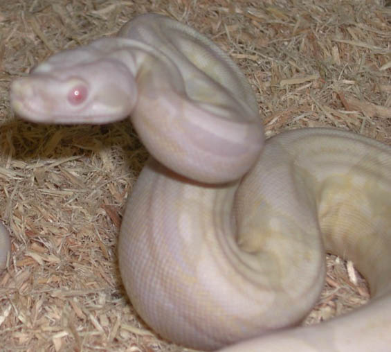 Sharp Snowglow