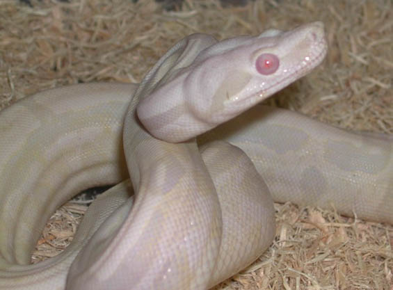 Sharp Snowglow
