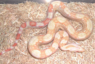 Albino Het Anery