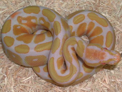 Albino Ball Python