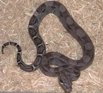 Sharp Anery 66% poss. het Albino Boa