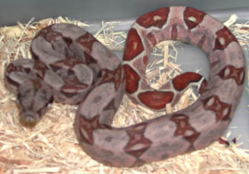 Hypo het for Sharp Albino Boa