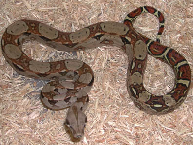 Double Het for Snow Boa