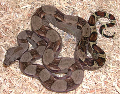Double Het for Snow Boa