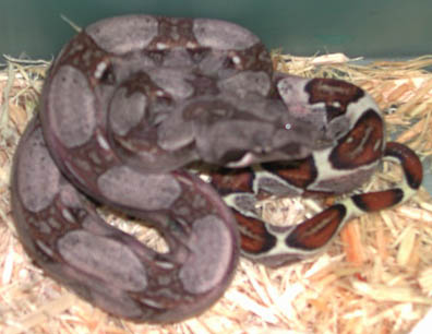 Het T+ Colombian Boa