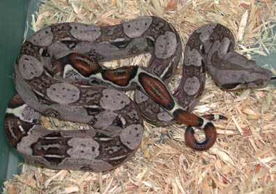 Het T+ Colombian Boa