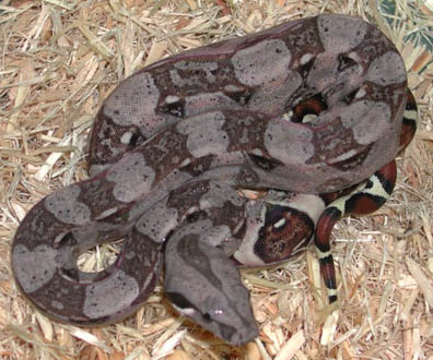 Het T+ Colombian Boa