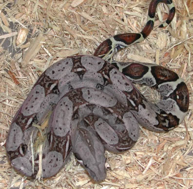 Het T+ Colombian Boa