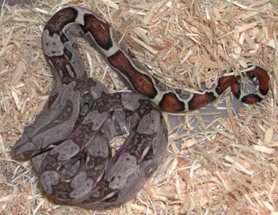 Het T+ Colombian Boa