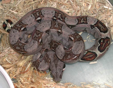 Het T+ Colombian Boa