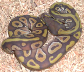 Hypo Mojave Ball Python