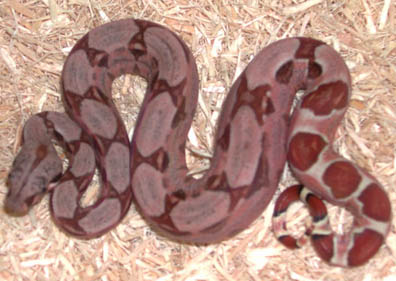 Sharp Strain Snowglow Boa