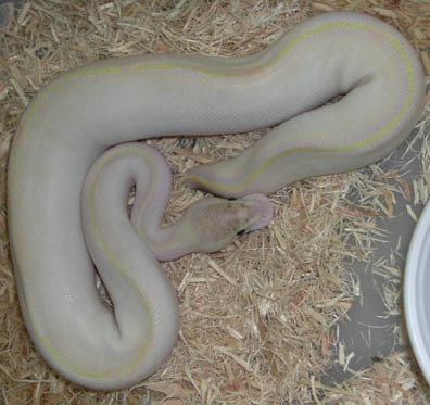 Ivory Ball Python