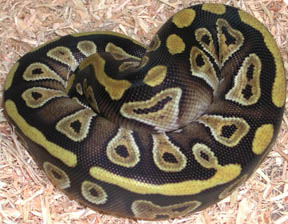Mojave Ball Python