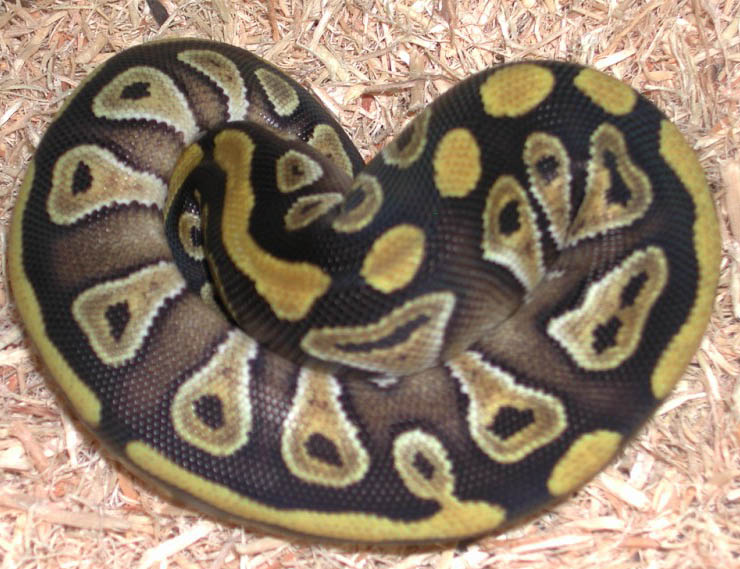 Enchi Pastel Ball Python