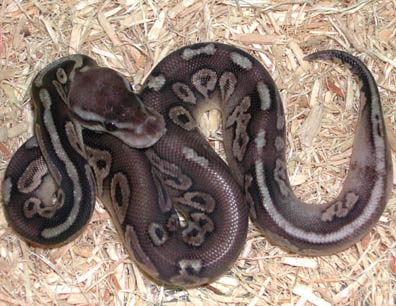 Pewter Ball Python