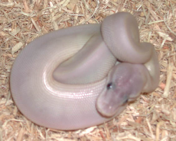Super Mojave Ball Python