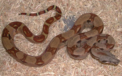 Triple het Sharp Snowglow Boa