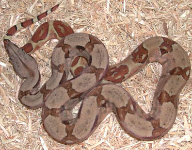 Triple het Sharp Snowglow Boa