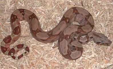 Triple het Sharp Snowglow Boa
