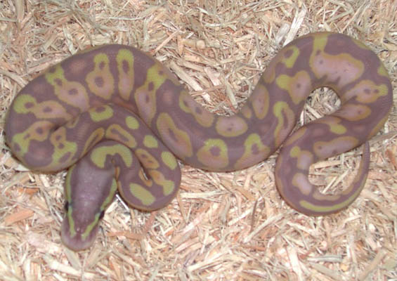 Pastel Jungle Banana Ball Python