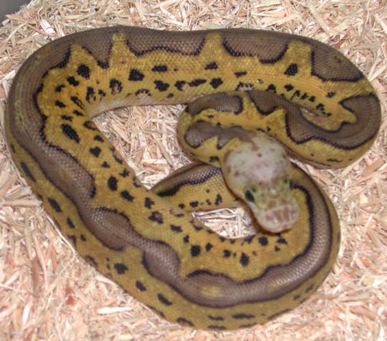 Pastel Jungle Clown Ball Python