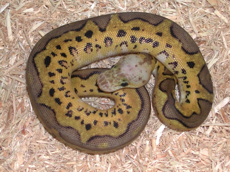 Pastel Jungle Clown Ball Python
