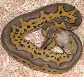 Pastel Clown Ball Python
