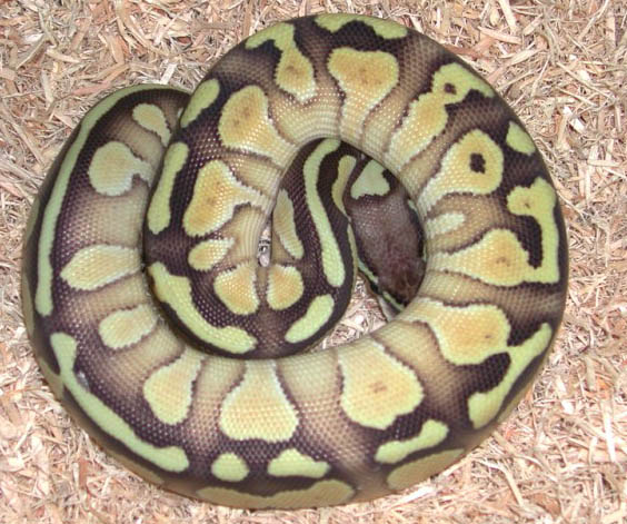 Pastel Lesser Platinum Ball Python