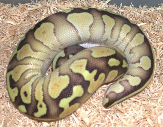 Pastel Lesser Platinum Ball Python