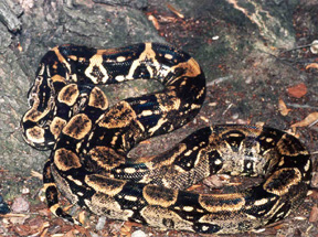 Northwest Peruvian Boa