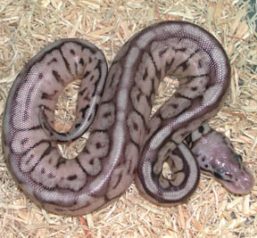 Pewter Bee Ball Python