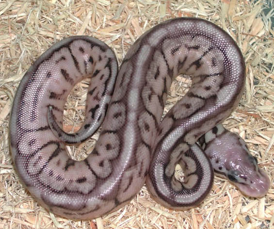 Pewter Bee Ball Python