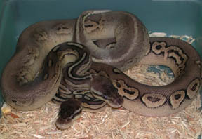 Pewter Ball Python