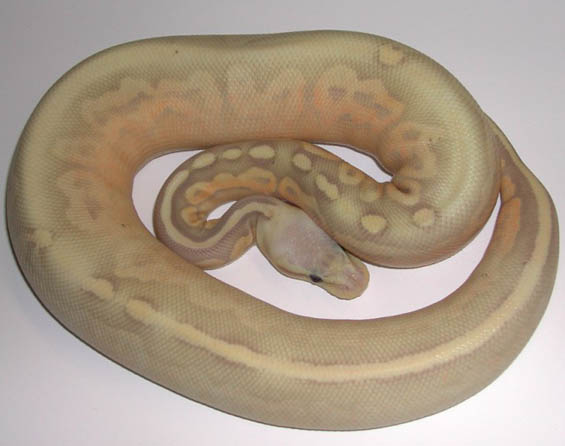 Pewter Banana Ball Python