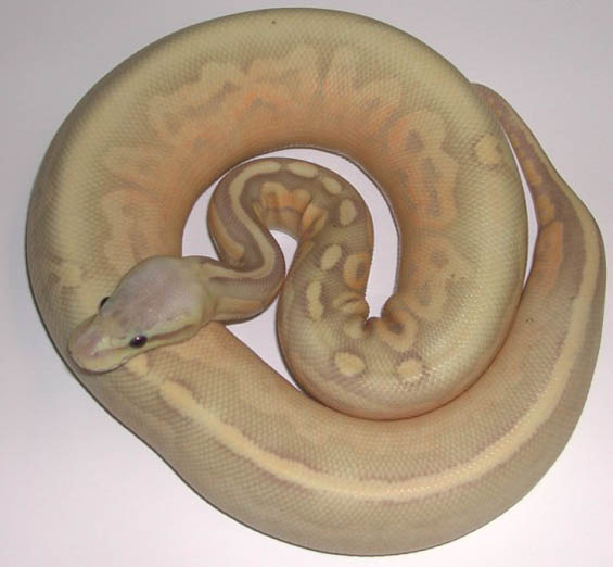 Pewter Banana Ball Python
