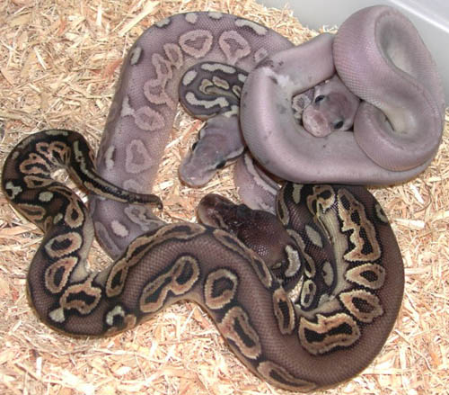 Ball Python Family Tree