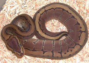 Pinstripe Ball Python