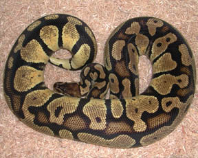 Pastel Jungle Ball Python