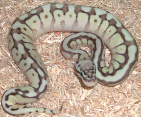 Queen Bee Ball Python