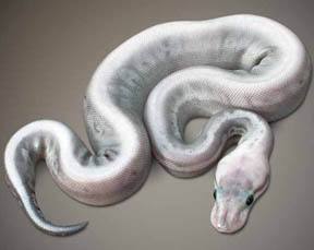 Silver Streak Ball Python