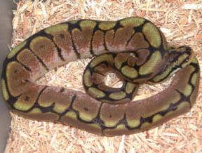 Spider Ball Python