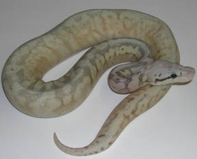 Silver Streak Honey Bee Ball Python