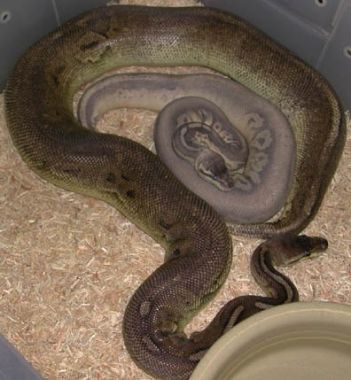 Silver Streak Ball Pythons
