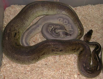 Silver Streak Ball Pythons