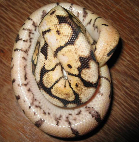 wannabee Ball Python