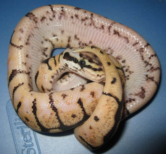 wannabee Ball Python