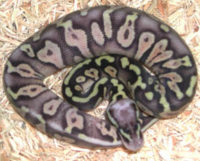 Woma Super Pastel Jungle